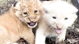 Pets & Animals 6