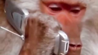 Dogs vs monkeys????????