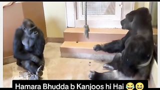 Funny Monkey Viral Video 53