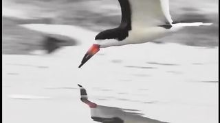 Natural bird..