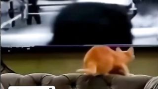 When your cat learn how to boxing