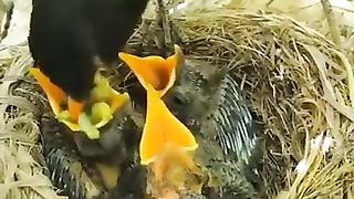 Birds and babies