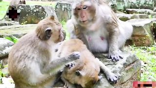 Funny Monkey Viral Video 54