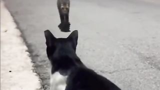 Funny cute cats couples