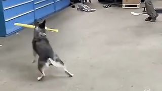 Dooog
