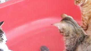 Funny Cat Vs Rat Viral Video 3