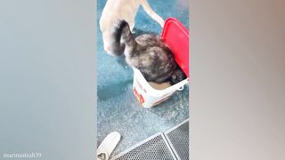 Cat and human