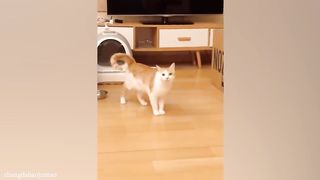 Cutes and funny