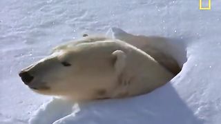 Bears in ice