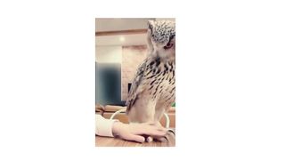 Best Funny Animal Videos of the year (2023), funniest animals ever. relax with cute animals video 2