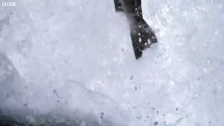 Bear and fish