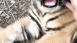 Tiger baby 4