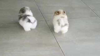 chasing puppy