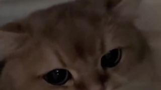 A cat reaching out from a hole and asking for help
