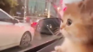 Cat looking outside