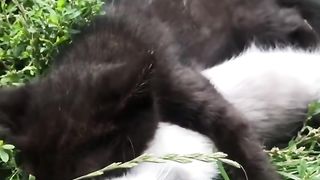 Cats hugging each other