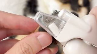 -高清版-曼玉manyu沉浸式护理spa-ASMR-柴犬-豆柴-抖音-柴犬可愛い_39.