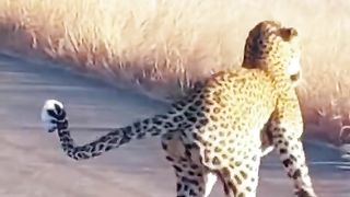 Wildlife Part 4