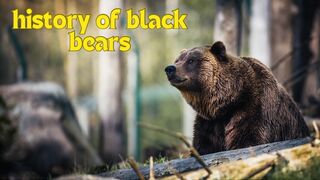 history of black bears