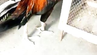 Beautiful hen 3