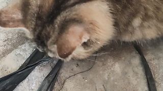 cats hunt lizards