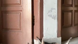 Pets & Animals, Cat