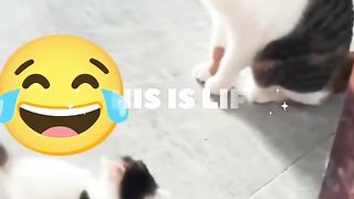 Funny Cat Viral Video 36