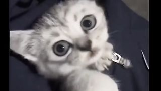 cats are cute, cute and can be played with