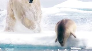The Life in artic