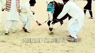 Horse lovEr75#horse #horsesofviral f #fyp #foryou4