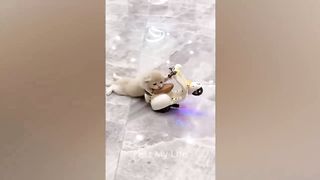 COMPILATION OF FUNNY ANIMALS