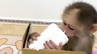 cute monkey doing bathroom routine this is a very funny video