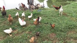 5 COMMON MISTAKE SA PAG AALAGA NG HITO _ BACKYARD CATFISH FARMING