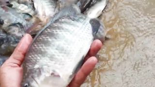 197Kgs Tilapia Harvest sa 9sqm Biofloc Pond, May Kita ba 2