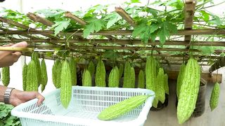 The idea of ____recycling wall-mounted plastic bottles to grow bitter melon, easily without a garden