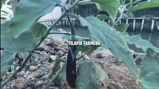 TILAPIA FEEDING _ TILAPIA FARMING AND BASIC FEED NUTRITIONS