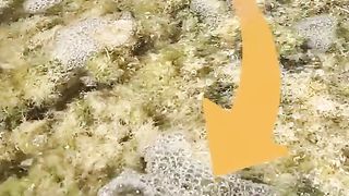 GIANT MUDCRAB! Barehanded Catch