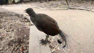 Lyrebird_ The Best Songbird Ever!.