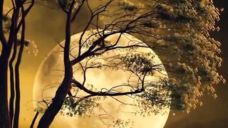 Music beatifull nature naight