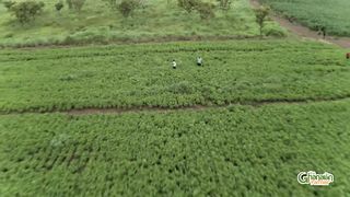 How To Become Rich Farmer In 3 Months _ Commercial Groundunt Farming Explained In Detailed 2023