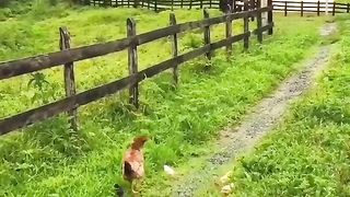 Natural video 73