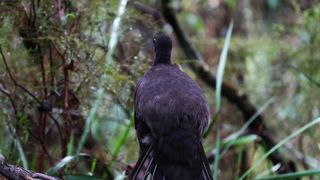 lyrebird chirping imitating other birds.