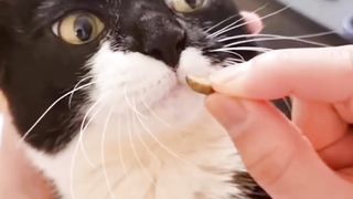 GEMOY CAT