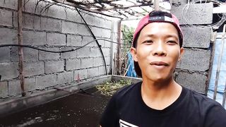 2 Month Old Tilapia Update _ RAS Farming _ Master Lei