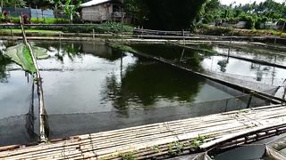 Dahil sa Diskarte, Isang Tilapia Pond noon Ngayon Hektarya na
