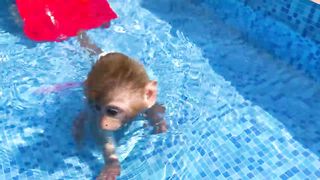 Baby Monkey Bon Bon plays Water Ball with ducklings at the Swimming Pool