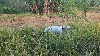 Grandpa aktivities this afternoon, harvesting ricefields