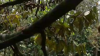 Bunga Buah Durian Dan buah nangka l subscribe channel ku ya
