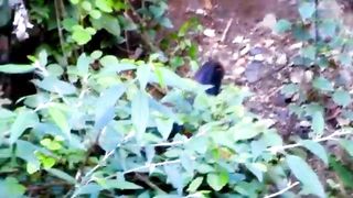 Nature Birds | Amazing View | Calming | Relaxing Video