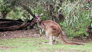 Kangaroos marsupials mammal free stock video